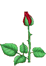 0209/Rose0212.gif