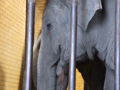 0307/Elephant0304.jpg 0307/Elephant0304.jpg