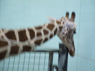 0307/Girafffe0304.jpg 0307/Girafffe0304.jpg