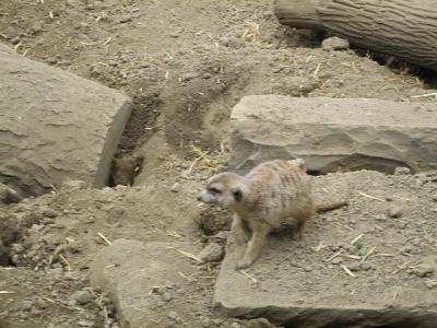 0307/Meerkat0304.jpg 0307/Meerkat0304.jpg