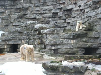 0309/Bear20308.jpg 0309/Bear20308.jpg