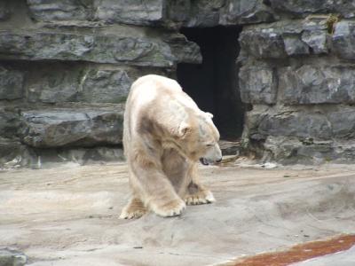 0309/Bear30308.jpg 0309/Bear30308.jpg