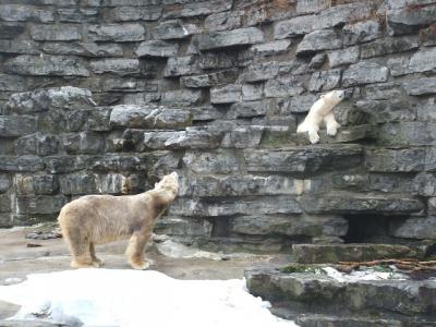 0309/Bear40308.jpg 0309/Bear40308.jpg