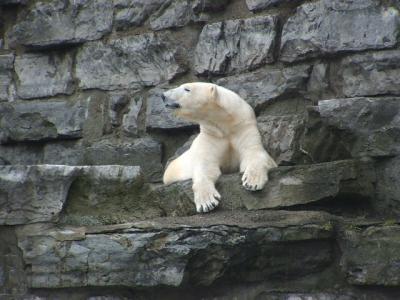 0309/Bear50308.jpg 0309/Bear50308.jpg