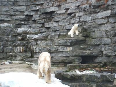 0309/Bear60308.jpg 0309/Bear60308.jpg