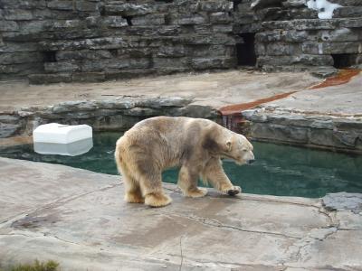 0309/Bear70308.jpg 0309/Bear70308.jpg
