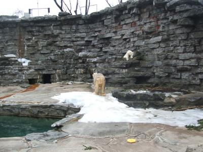 0309/Bear80308.jpg 0309/Bear80308.jpg