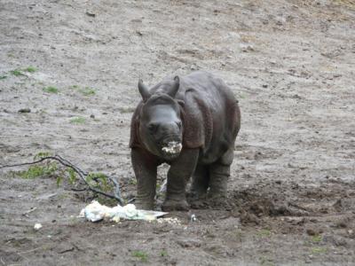 0508/BabyRhino20506.jpg
