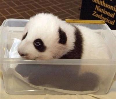 0708/Panda4Copy0703.jpg