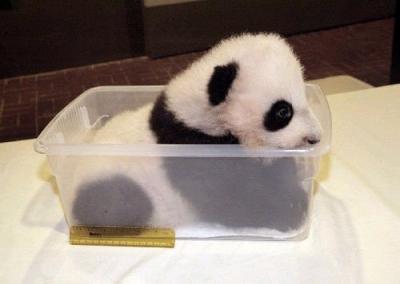 0708/Panda5Copy0703.jpg