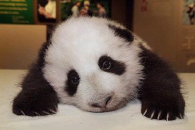 0708/Panda6Copy0703.jpg