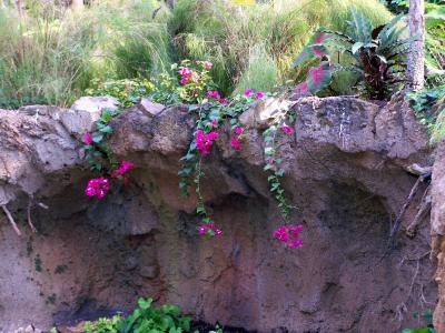 1008/Rainforest30161002.jpg