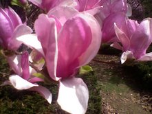 0408/Blossom0426.jpg