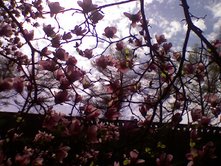 0408/Blossom20426.jpg