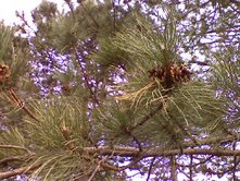 0408/PineCone0405.jpg 0408/PineCone0405.jpg