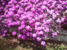 0408/PurpleFlowers0426.jpg
