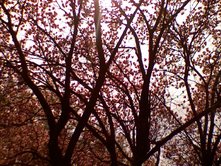 0408/Trees0426.jpg