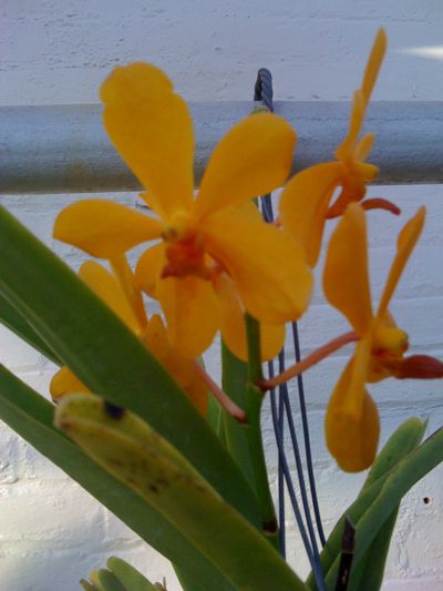 0109/BuffaloBotanicalGardensOrchid0110.jpg