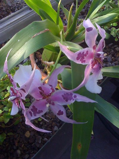 0109/BuffaloBotanicalGardensOrchid20110.jpg