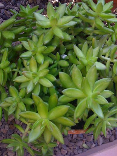 0109/BuffaloBotanicalGardensSucculent0110.jpg