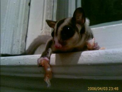 0406/sugarGliderShrimp40845.jpg 0406/sugarGliderShrimp40845.jpg