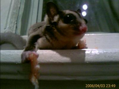 0406/sugarGliderShrimp50845.jpg 0406/sugarGliderShrimp50845.jpg