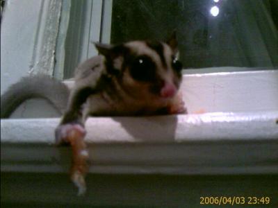 0406/sugarGliderShrimp60845.jpg 0406/sugarGliderShrimp60845.jpg