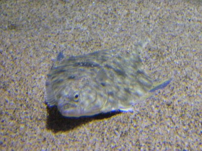 0407/FuckedUpFish0402.jpg
