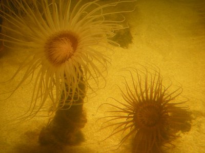 0407/SeaAnenome0402.jpg