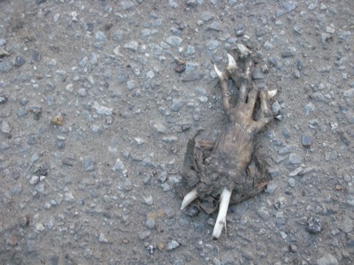 0408/SquirrelPaw0410.jpg 0408/SquirrelPaw0410.jpg