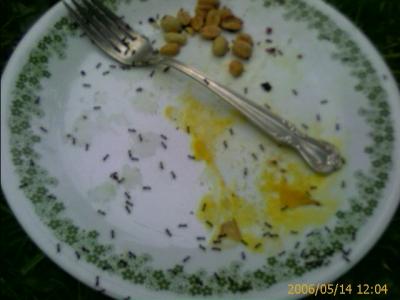 0506/antsEatEggs2653.jpg
