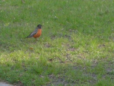 0507/RobinRedBreast0503.jpg 0507/RobinRedBreast0503.jpg