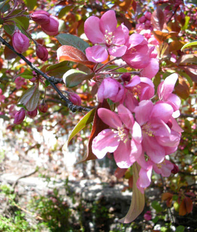 0508/Flowers0504.jpg