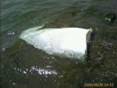 0606/50GallonDrum2126.jpg