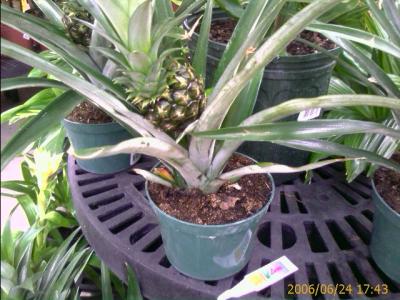 0606/pineappleTree2126.jpg