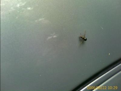 0606/weirdBug1851.jpg