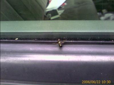 0606/weirdBug21851.jpg
