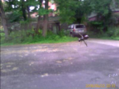 0606/weirdBug31851.jpg