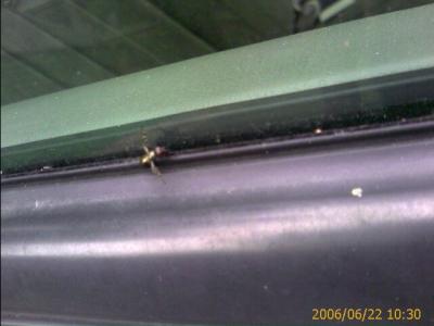0606/weirdBug41851.jpg