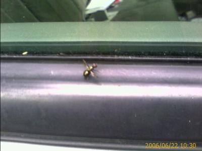 0606/weirdBug51851.jpg
