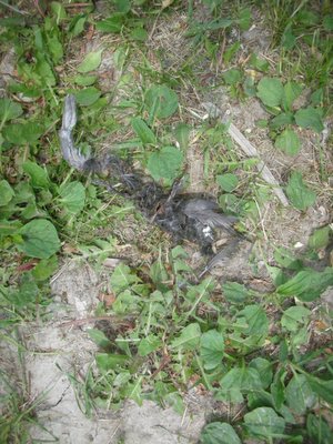 0607/DeadBird0602.jpg