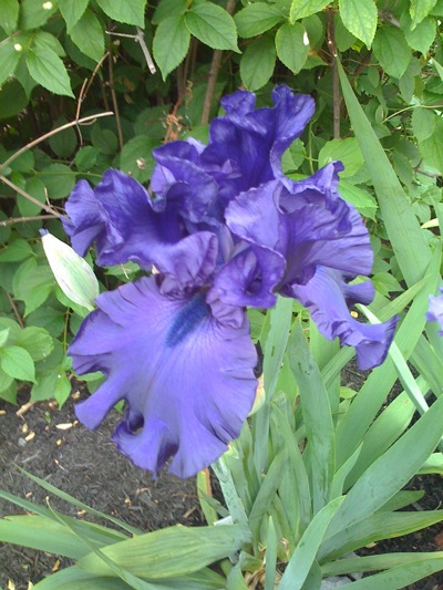 0608/PrettyIrises20607.jpg 0608/PrettyIrises20607.jpg