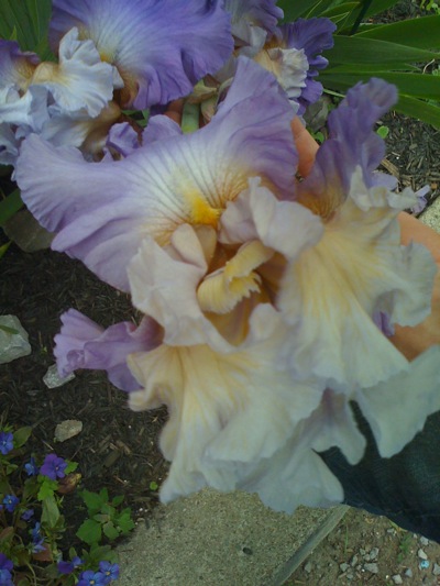 0608/PrettyIrises30607.jpg 0608/PrettyIrises30607.jpg