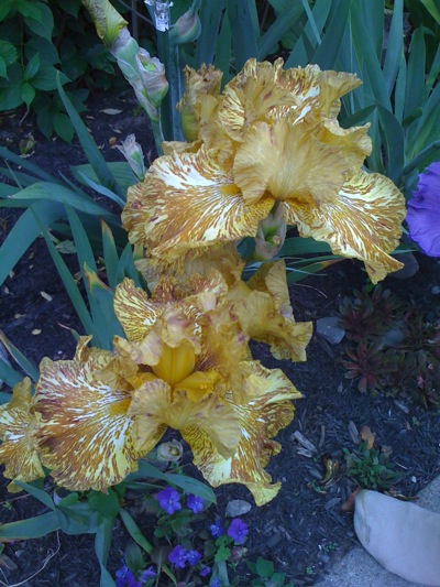 0608/PrettyIrises320607.jpg 0608/PrettyIrises320607.jpg