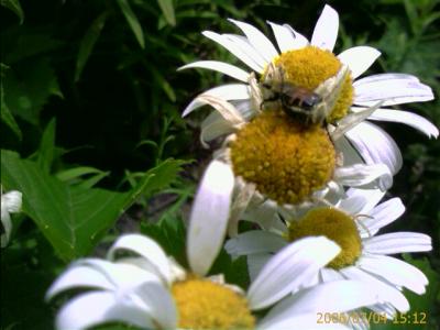 0706/crazyBug5605.jpg 0706/crazyBug5605.jpg