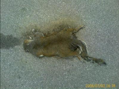 0706/squishedSquirel2049.jpg 0706/squishedSquirel2049.jpg
