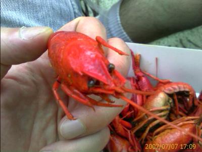 0707/CrawDads30708.jpg 0707/CrawDads30708.jpg