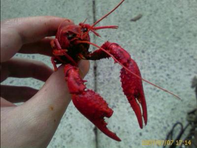 0707/CrawDads40708.jpg 0707/CrawDads40708.jpg