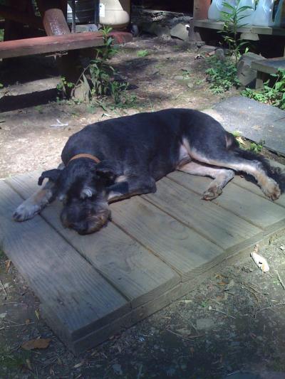 0708/Buddy0705.jpg