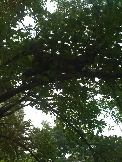 0708/SquiddyInATree0708.jpg